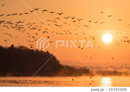 朝霧が立ち込める伊豆沼で日の出と共に轟音をたて飛び立つマガンの雁行「それぞれの道へ」 19705006