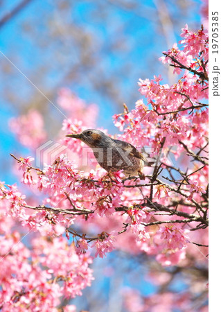 京都のヒヨドリ 19705385