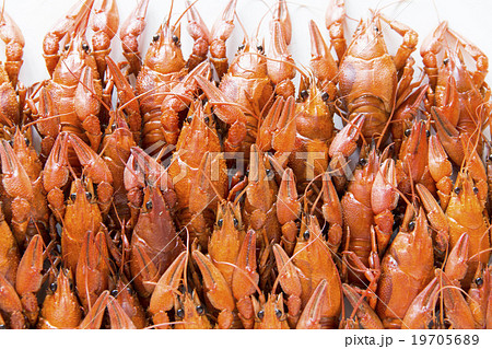 Many crawfishes Many crawfishes 19705689
