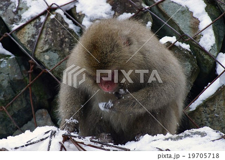 雪食う猿、渋温泉よりスノーモンキー地獄谷（地獄谷野猿公苑） 19705718