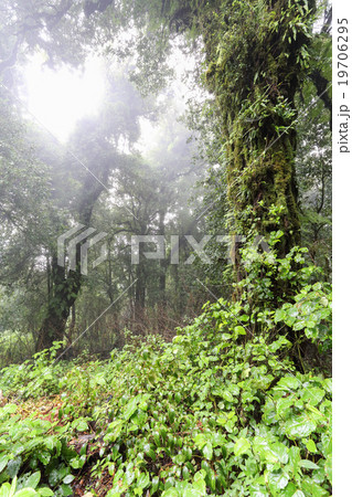 Tropical Rainforest 19706295