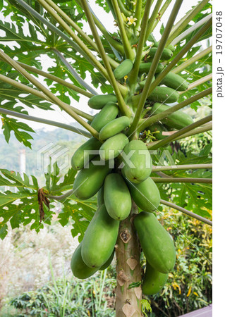 Event temperate woody at Uthai Thani, Thailand. Event temperate woody at Uthai Thani, Thailand. 19707048