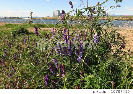 野の花「草藤」クサフジ：春の花、淀川河川敷№５ 19707419