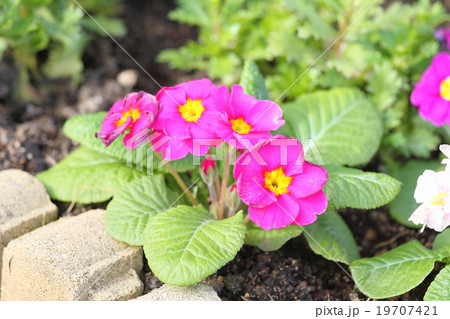 ジュリアンの花 19707421