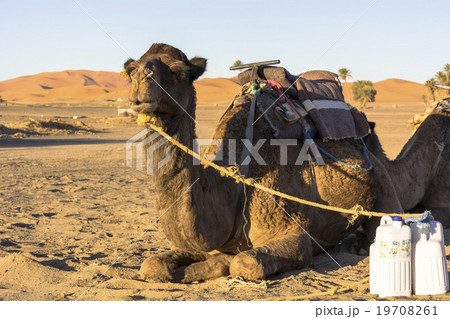 メルズーガ砂漠のラクダ 19708261