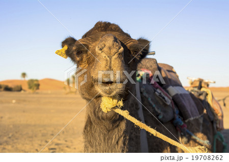 メルズーガ砂漠のラクダ 19708262