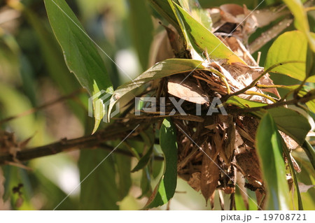 ムラサキシジミ 19708721