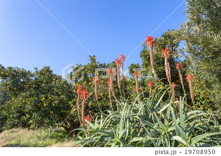 アロエの花とみかん畑 19708950