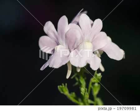 可愛い姫金魚草 19709981