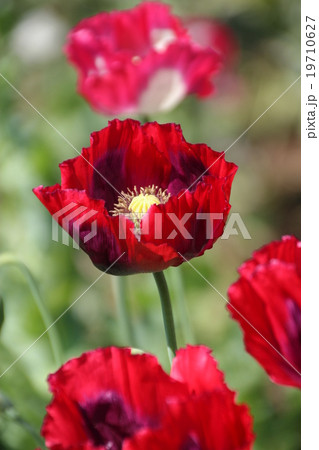 Red Opium Poppy Red Opium Poppy 19710627