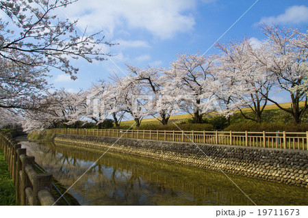 常西用水プロムナードの桜並木 常西用水プロムナードの桜並木 19711673