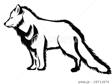 arctic fox arctic fox 19711674