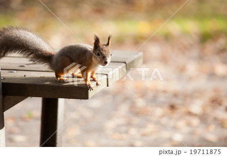 Eurasian red squirrel in the wild 19711875