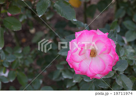 コーネリア バラの花の写真素材