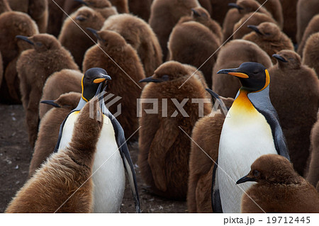King Penguin Creche 19712445