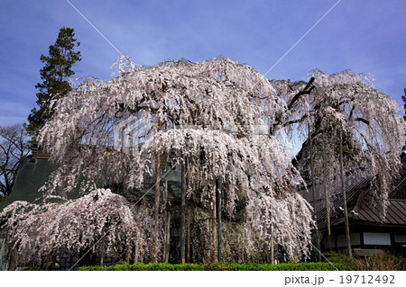 慈雲寺のイトザクラ01 慈雲寺のイトザクラ01 19712492