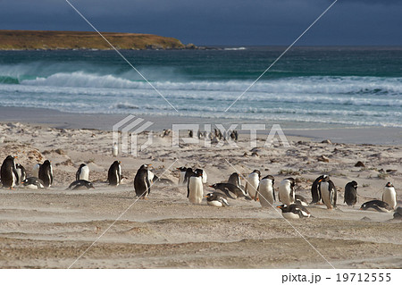 Penguin Beach - Falkland Islands 19712555