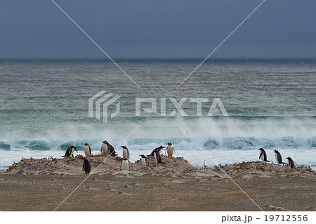 Penguin Beach - Falkland Islands 19712556