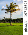 Paddy rice farm 19712698