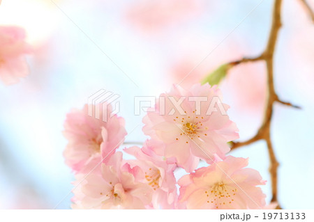 八重咲きの枝垂れ桜 19713133