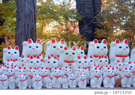 招き猫 招き猫 19713350