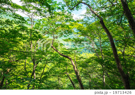 森林 19713426
