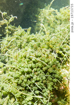 Green caviar 19713735