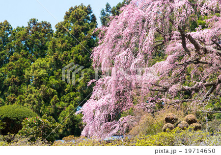 仲森のしだれ桜(福島県の風景) 仲森のしだれ桜(福島県の風景) 19714650
