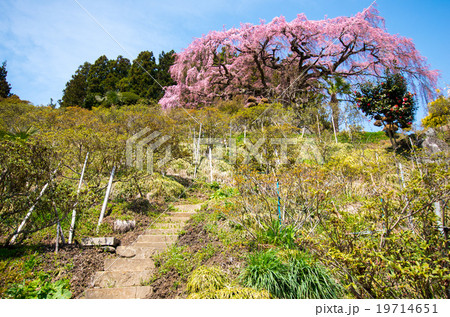 仲森のしだれ桜(福島県の風景) 仲森のしだれ桜(福島県の風景) 19714651