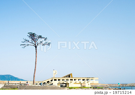 陸前高田市・奇跡の一本松（岩手県の風景） 19715214