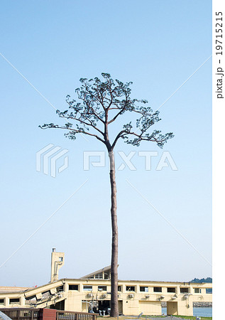 陸前高田市・奇跡の一本松(岩手県の風景) 陸前高田市・奇跡の一本松(岩手県の風景) 19715215