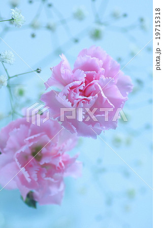 カーネーション カーネーション 19715318