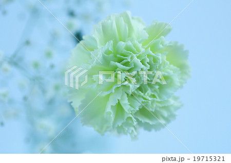 カーネーション カーネーション 19715321