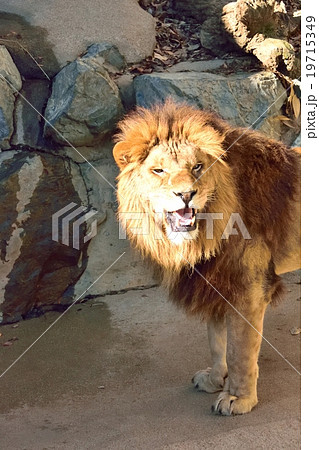 アフリカライオン 19715349