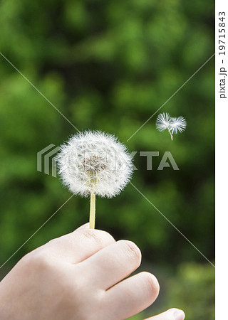 タンポポの綿毛と女性の手 19715843