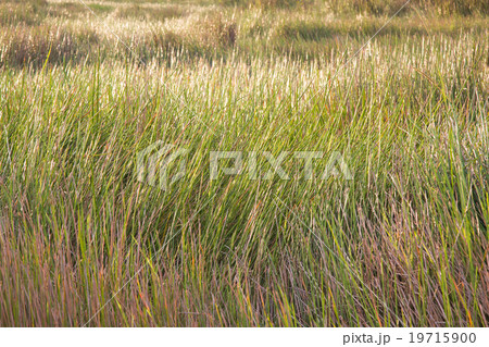 Green rice field at sunset 19715900