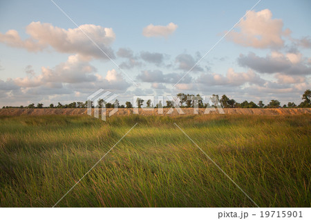 Summer landscape with green grass 19715901