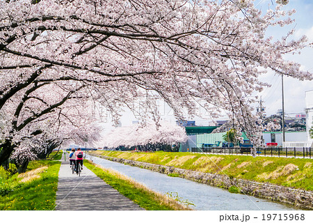 桜並木の堤防道を自転車でサイクリング 19715968