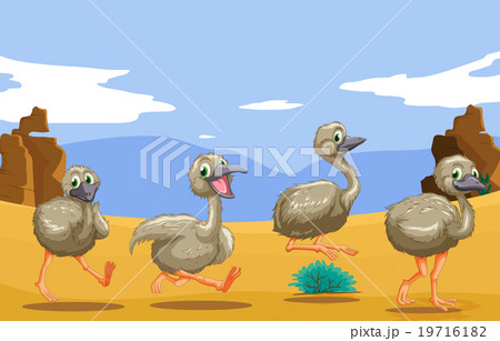 Little ostriches running in the desert Little ostriches running in the desert 19716182