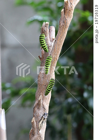 キアゲハ幼虫 キアゲハ幼虫 19716319