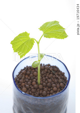 ゴーヤーの若葉 ゴーヤーの若葉 19716434