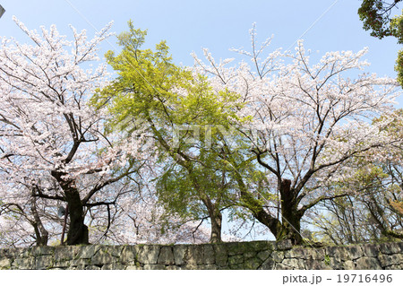桜 公園 サクラ 桜 公園 サクラ 19716496