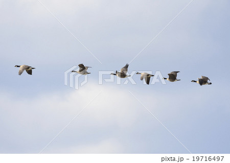 シジュウカラガンの群飛 シジュウカラガンの群飛 19716497