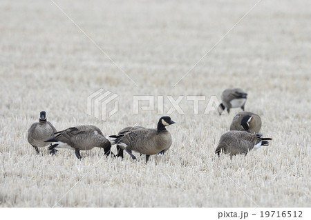 シジュウカラガンの群れ 19716512