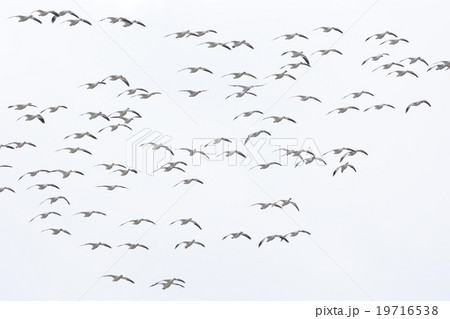 ハクガンの群れ ハクガンの群れ 19716538