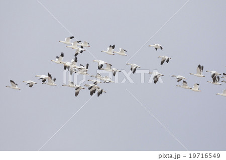 ハクガンの群れ 19716549