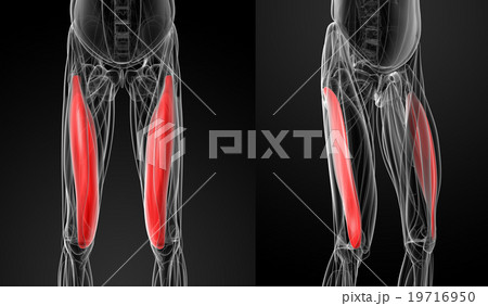 medical illustration of the vastus medialis 19716950