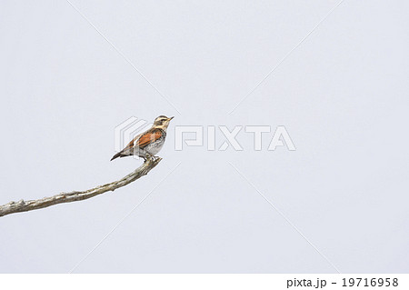 降雪の中のツグミ 19716958