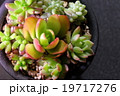 多肉植物の寄せ植え 19717276