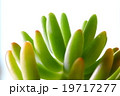 多肉植物の八千代 19717277